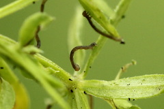 Orthonama vittata