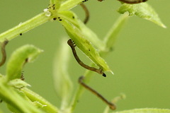 Orthonama vittata