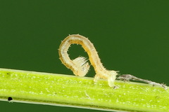 Orthonama vittata