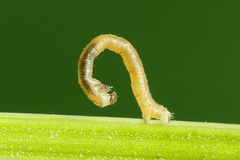 Orthonama vittata
