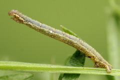Orthonama vittata