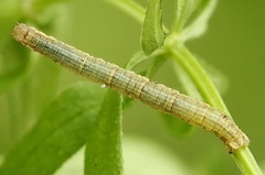 Orthonama vittata