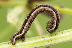 Orthonama vittata