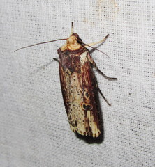 Axylia renalis