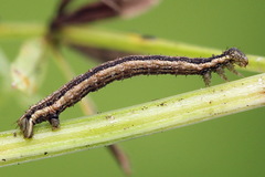Orthonama vittata