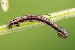 Orthonama vittata