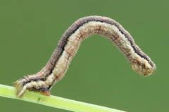 Orthonama vittata