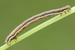 Orthonama vittata
