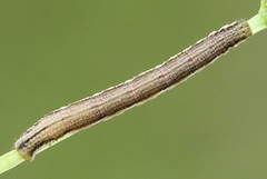 Orthonama vittata