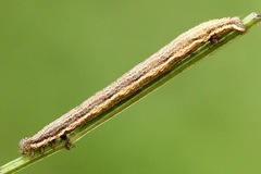 Orthonama vittata