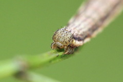 Orthonama vittata