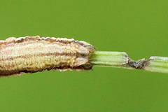 Orthonama vittata