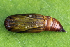 Orthonama vittata