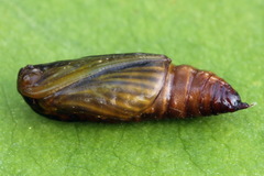 Orthonama vittata