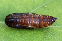 Orthonama vittata
