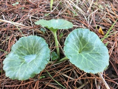 Umbilicus intermedius