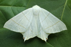 Ourapteryx sambucaria