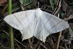 Ourapteryx sambucaria