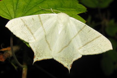 Ourapteryx sambucaria