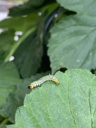 Imported Currantworm photo 4