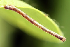 Ourapteryx sambucaria