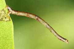 Ourapteryx sambucaria