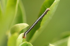 Paradarisa consonaria