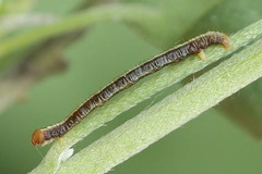 Paradarisa consonaria