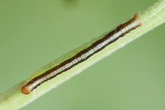 Paradarisa consonaria