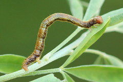 Paradarisa consonaria