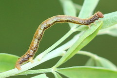 Paradarisa consonaria