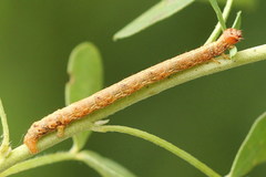 Paradarisa consonaria