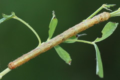 Paradarisa consonaria