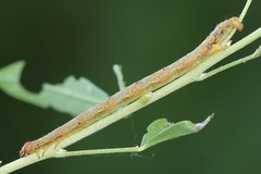 Paradarisa consonaria