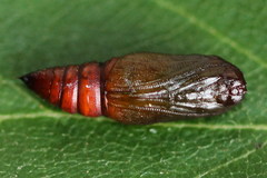 Paradarisa consonaria