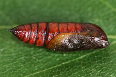 Paradarisa consonaria