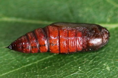 Paradarisa consonaria