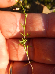 Heliophila pectinata