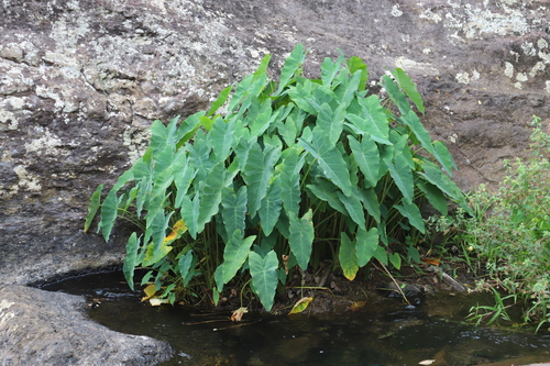 Colocasia image