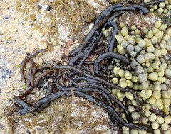Myriogloea intestinalis