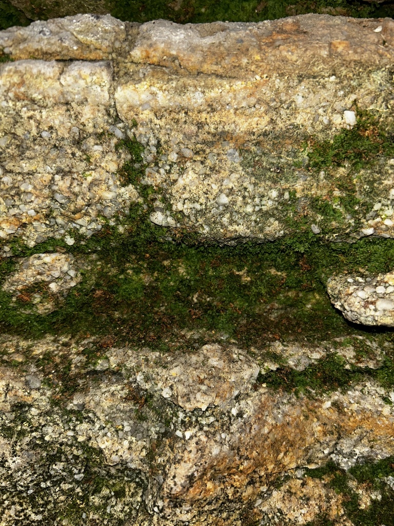 Appalachian shoestring fern in June 2023 by aaron_graham · iNaturalist