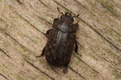 Aesalus scarabaeoides