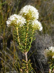 Agathosma bifida