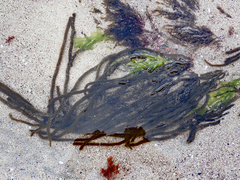 Myriogloea intestinalis