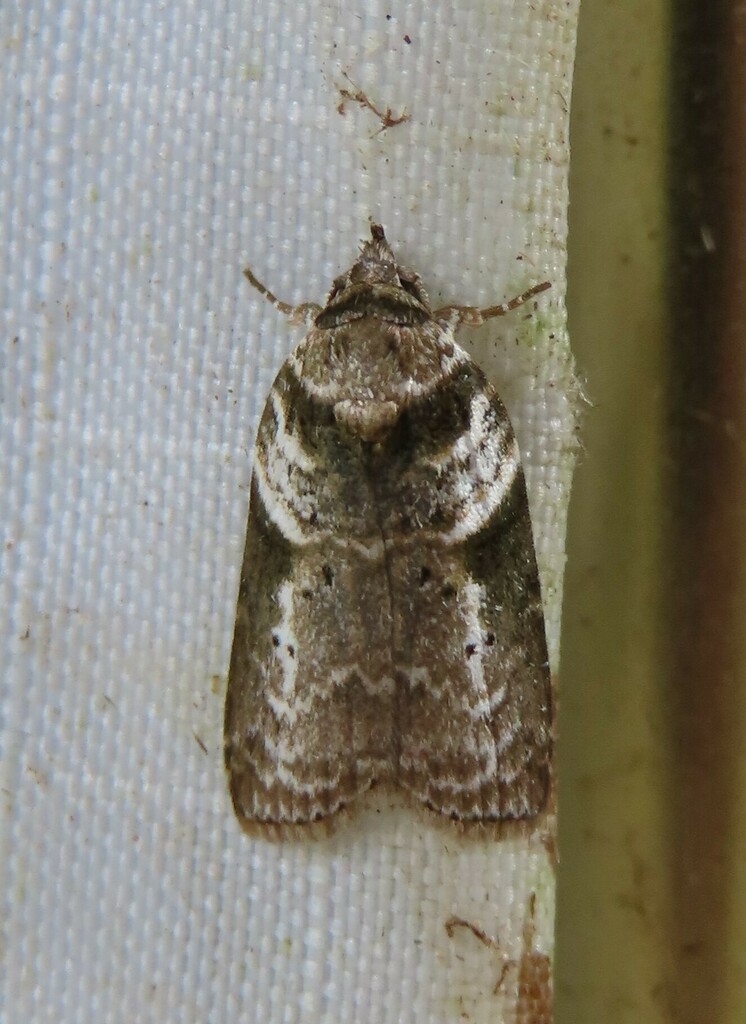 Dilophothripa