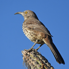 Toxostoma cinereum