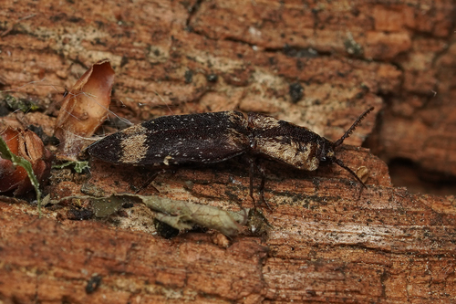 Oak Click Beetle