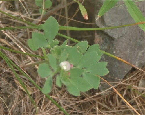 Image of Acmispon denticulatus by no rights reserved