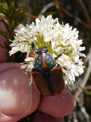 Trichostetha capensis hottentotta