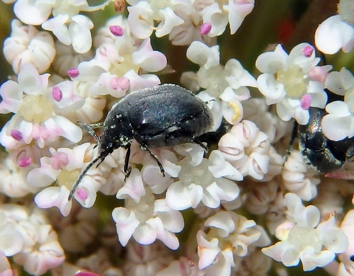 Spermophagus kuesteri
